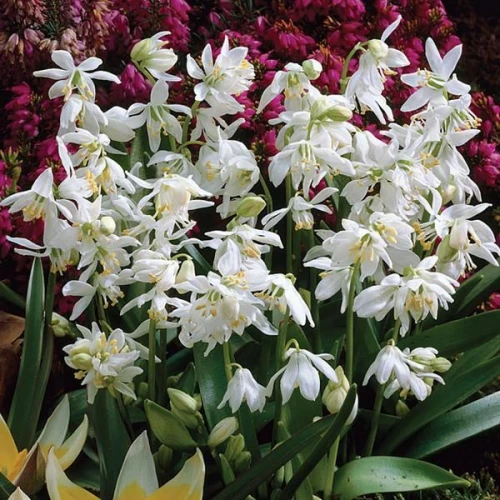 Siberica Alba